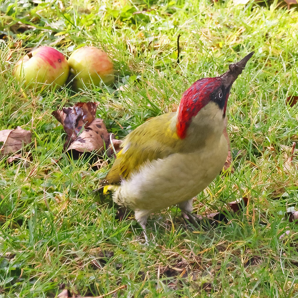 Green woodpecker